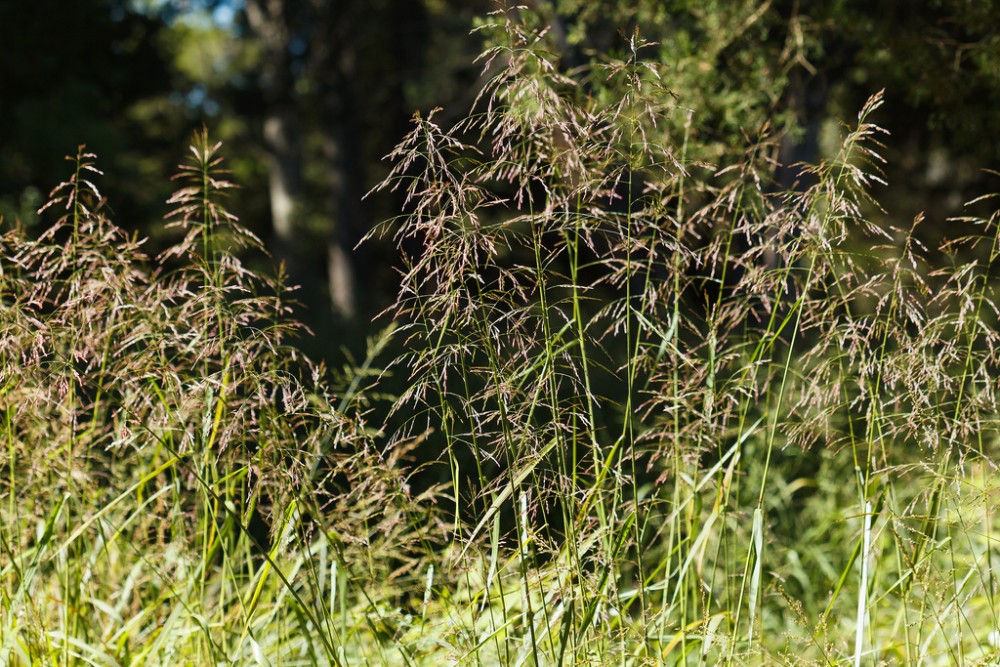 tridens_flavus_1